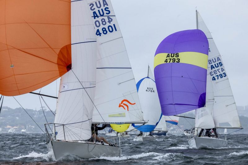 3 Ace and Innamincka Andrea Francolini Photo SydHarbReg2024 0325